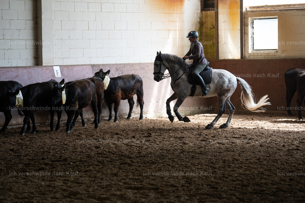 WL_COW_69_SinaFilmArt_IN03966 | working equitationturnier fotograf videograf stoibphotography marixx film working equitation deutschland reitsport turnierfotografie eventfotografie equestrian events