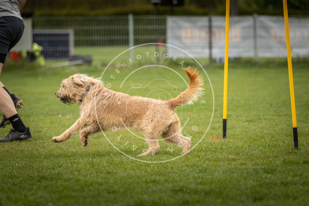 Pfotenfotografie_DV3A2035 | Hundefotografie, Tierfotograf, Pfotenfotografie, Fotoshooting Hund, Hunde Portrait, Hundesport, Hundeportraits, Heideshooting, Hunde, Sportfotograf, Hundefotograf, Turnierhundsport, THS,  - Realisiert mit Pictrs.com