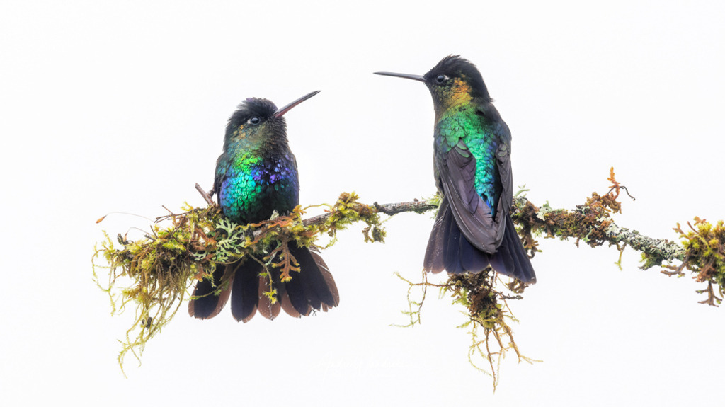 Kolibripärchen | Andre Wandrei - Nature Artworx - Realisiert mit Pictrs.com