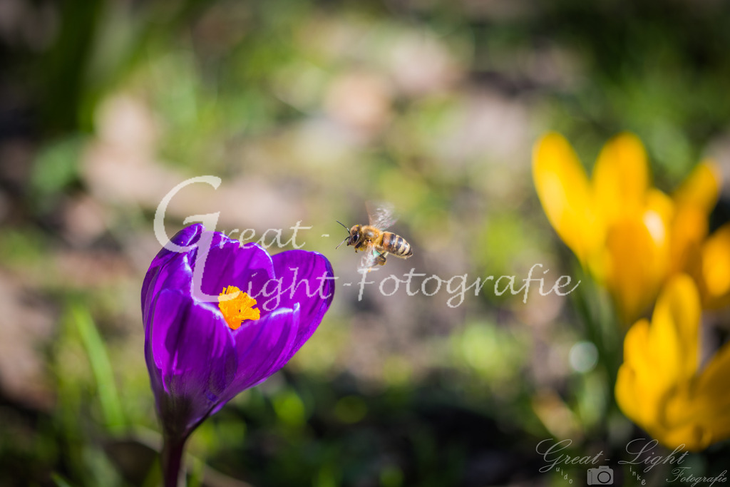 DSC_7776 | Great-Light Fotografie - Realisiert mit Pictrs.com