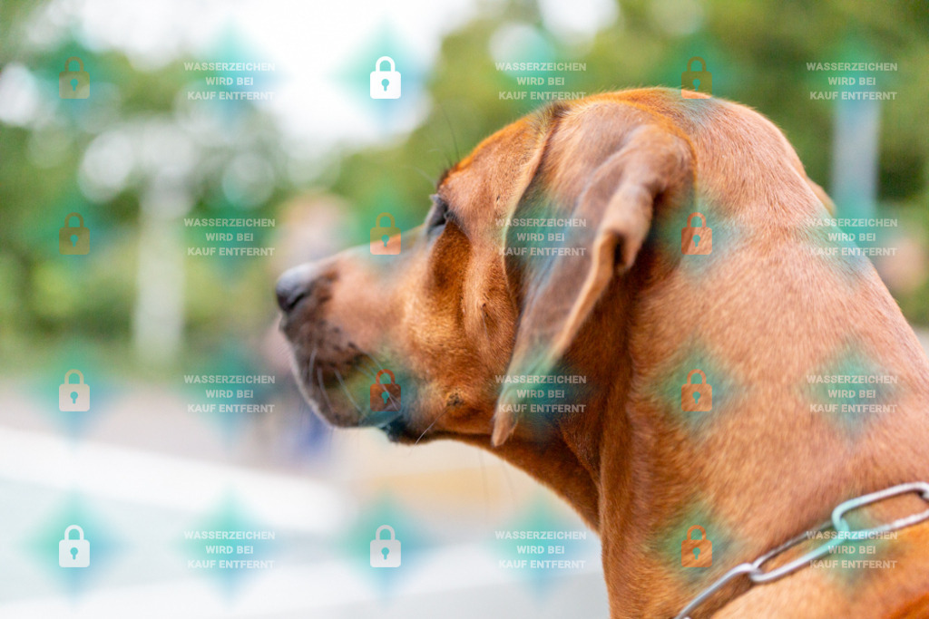 _HP_7376_1000o | HetPix, HetPix Fotodesign, Fotografie, Fotodesign, Webshop, Sportfotografie, Portraitfotografie, Onlineshop, Sportfotografie, Polch, Motorsportfotografie, Eventfotografie