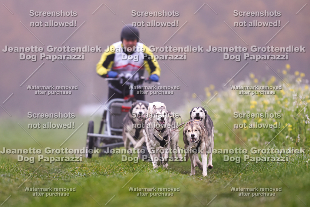 Dog Paparazzi - Visbeck 25  | Dog Paparazzi Jeanette Grottendiek Fotografie & Videografie - Realisiert mit Pictrs.com