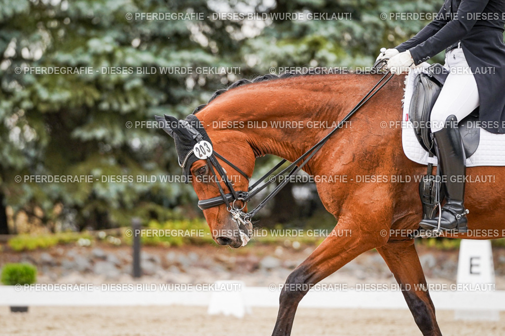 DSC07541 | Pferdegrafie