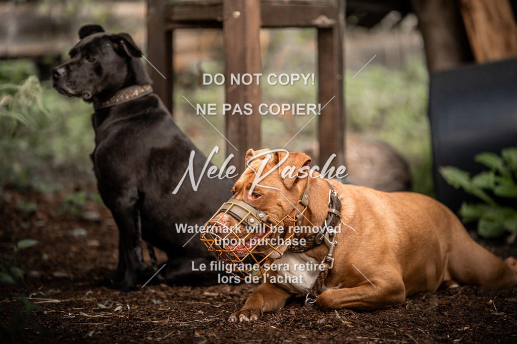nelerasche_slaw24Fr1_54 | nelerasche