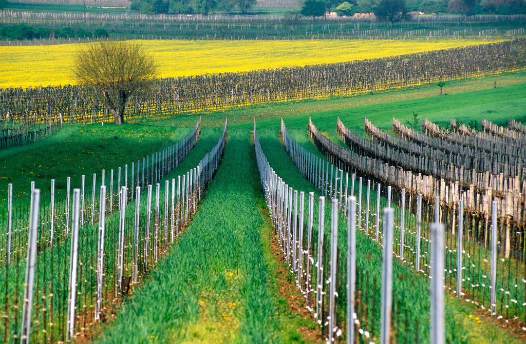Loewenzahnblumen im Weingarten | Austria - March 20, 2008: Loewenzahnblumen im Weingarten. - Realisiert mit Pictrs.com