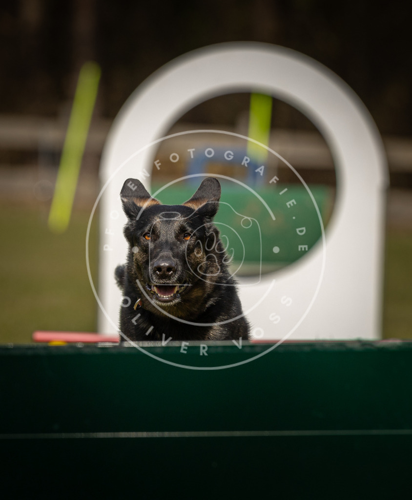 Pfotenfotografie_DV3A5158 | Hundefotografie, Tierfotograf, Pfotenfotografie, Fotoshooting Hund, Hunde Portrait, Hundesport, Hundeportraits, Heideshooting, Hunde, Sportfotograf, Hundefotograf, Turnierhundsport, THS,  - Realisiert mit Pictrs.com