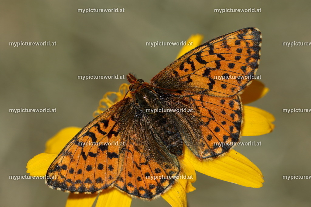Boloria napaea-002 | Das Bilderarchiv über Tiere, Planzen und Landschaften. In der Bilddatenbank finden Sie ein große Auswahl an hochwertigen Bilder für Ihre Werbung - Realisiert mit Pictrs.com