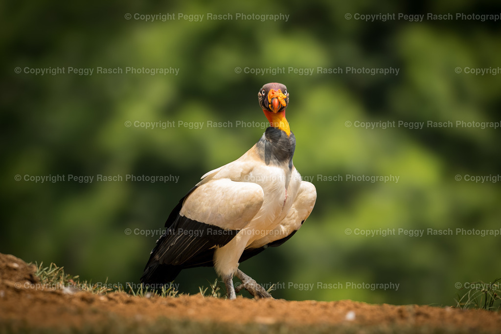 Königsgeier (14) | PeggyRaschPhotography - Realisiert mit Pictrs.com