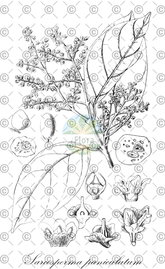 HistAbb_wfo-0000505860_1_ENZY_Simple | Historische Abbildung von Sarcosperma paniculatum - Sapotaceae | Historical Illustration of Sarcosperma paniculatum - Sapotaceae