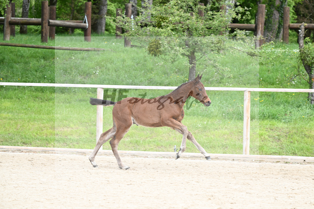 Poker de Mariposa TN x Diarado_HF_Fischer_11240106 | hf-fotografie - Realisiert mit Pictrs.com