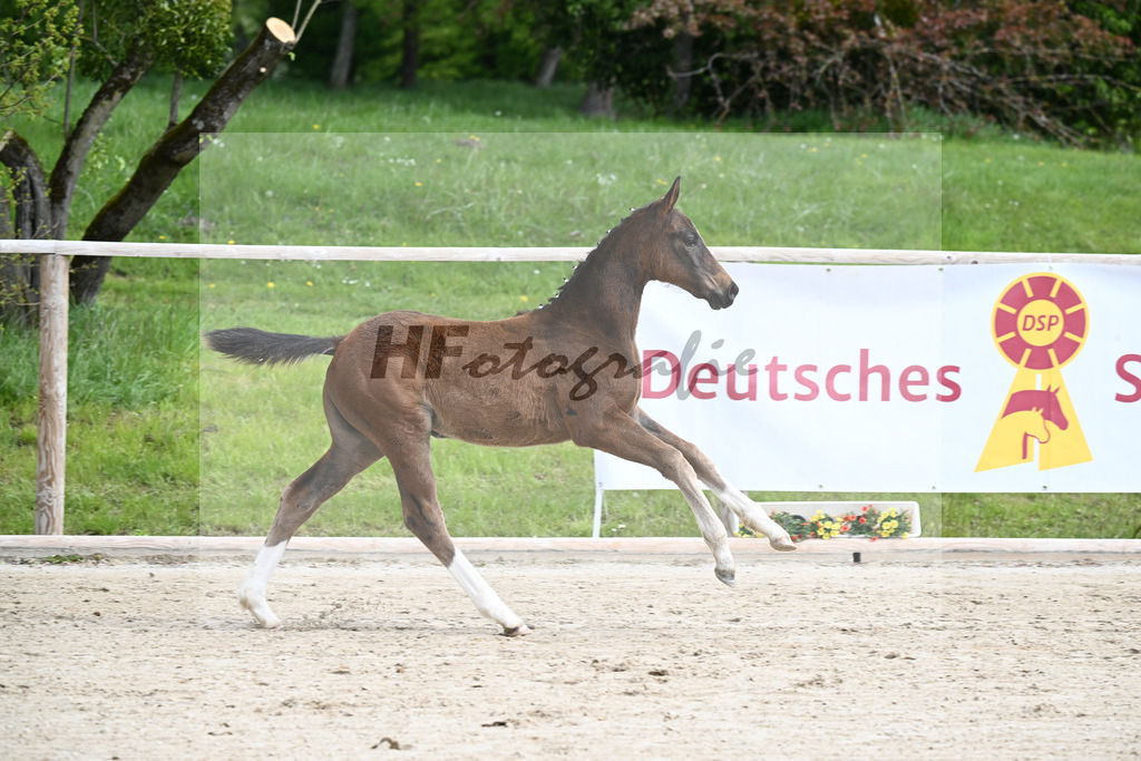 Elastic x Le Vivaldi_SF_Wimmer_11240072 | hf-fotografie - Realisiert mit Pictrs.com