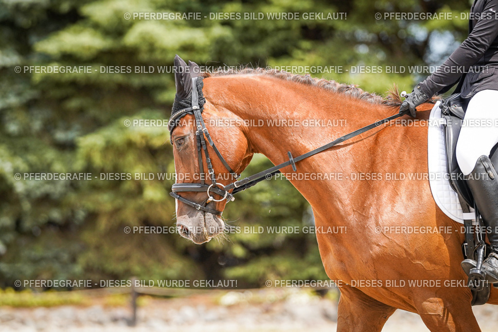 DSC03838 | Pferdegrafie