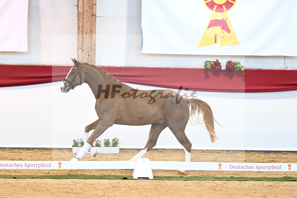Kat-Nr. 5 Benicio x Florencio I_Lechl_43231618 | hf-fotografie - Realisiert mit Pictrs.com