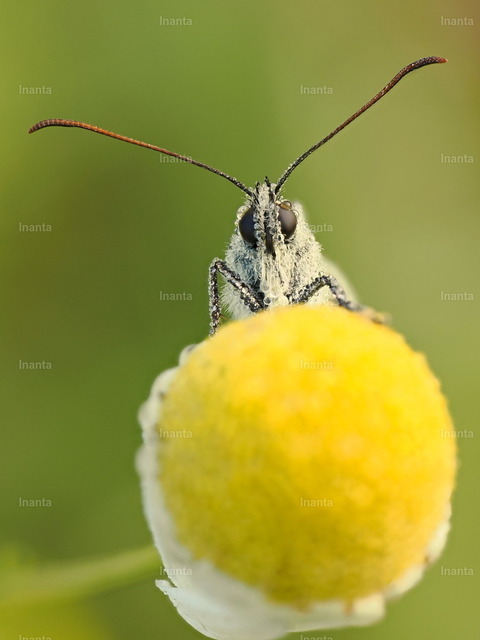 Schachbrett (Melanargia galathea) | Inanta - Realisiert mit Pictrs.com