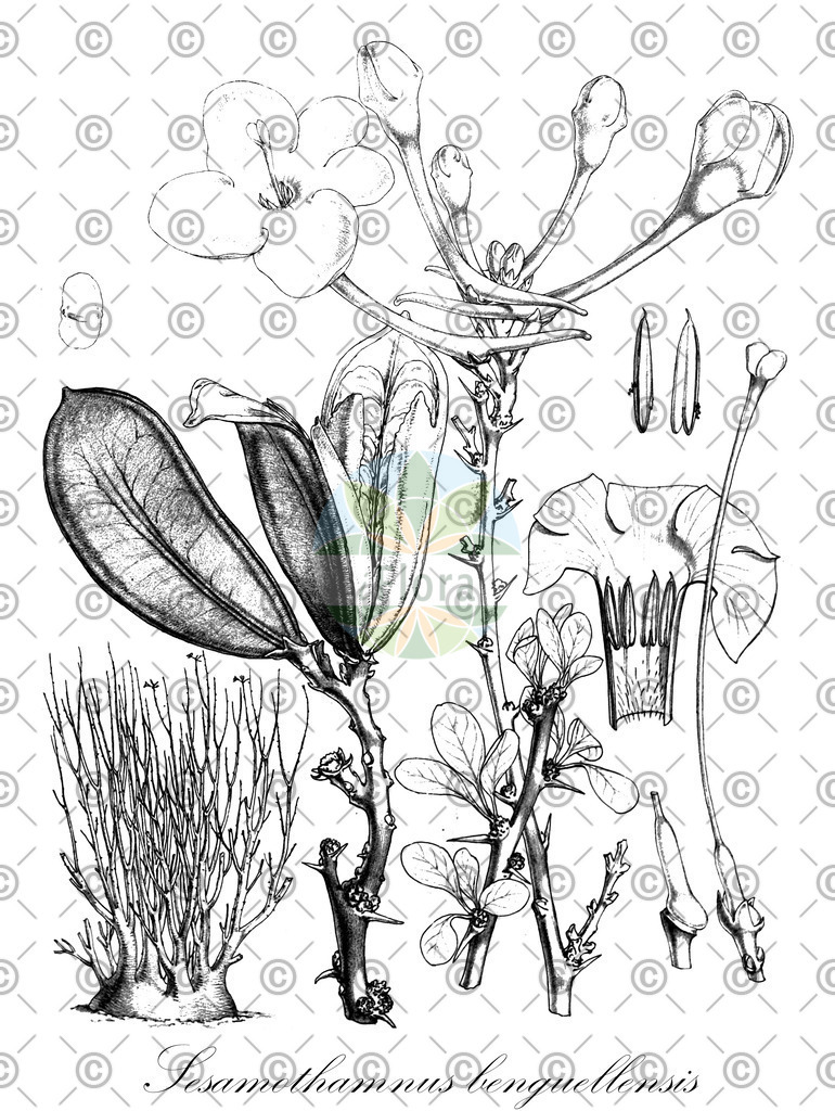 HistAbb_wfo-0000178509_1_ENZY_Simple | Historische Abbildung von Sesamothamnus benguellensis - Pedaliaceae | Historical Illustration of Sesamothamnus benguellensis - Pedaliaceae