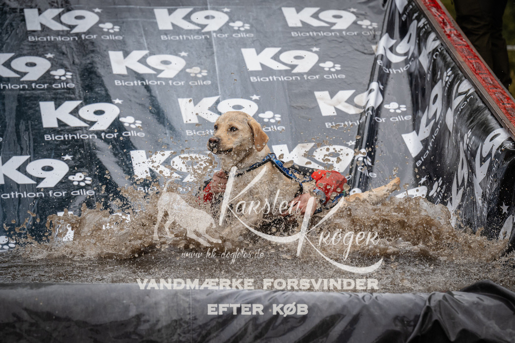 1115_ZZ92412 | kk-dogfotos