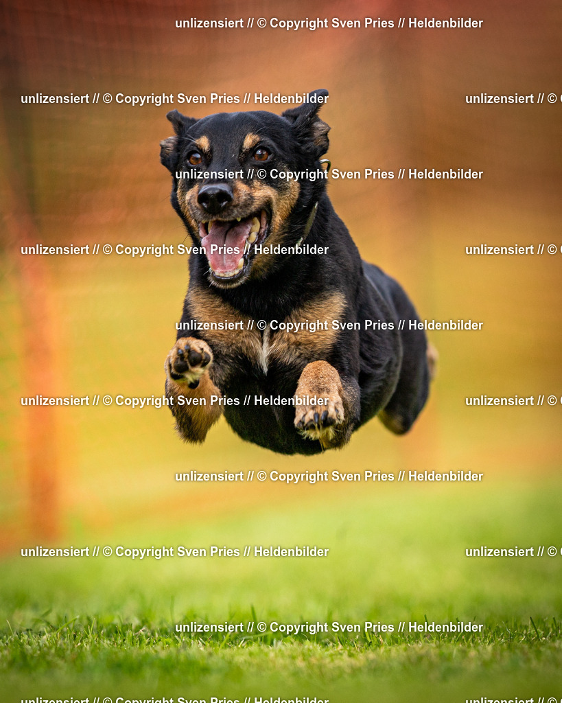 Sven Pries | 2024-09-22 - Hunderennen Baden-BadenPudelverein - Realisiert mit Pictrs.com