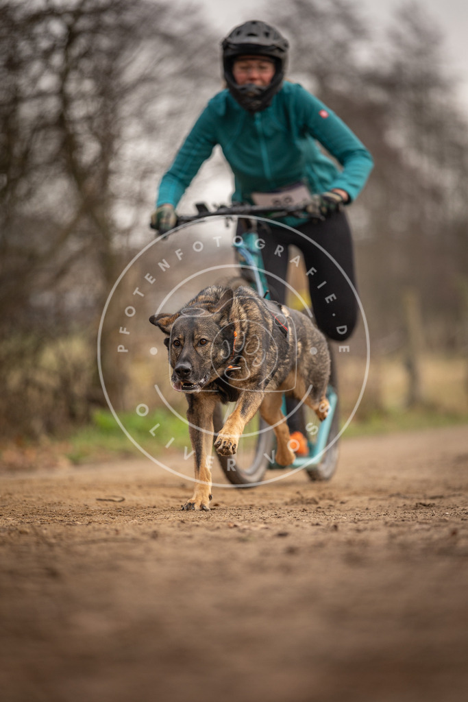 Pfotenfotografie_DV3A4176 | Hundefotografie, Tierfotograf, Pfotenfotografie, Fotoshooting Hund, Hunde Portrait, Hundesport, Hundeportraits, Heideshooting, Hunde, Sportfotograf, Hundefotograf, Turnierhundsport, THS,  - Realisiert mit Pictrs.com