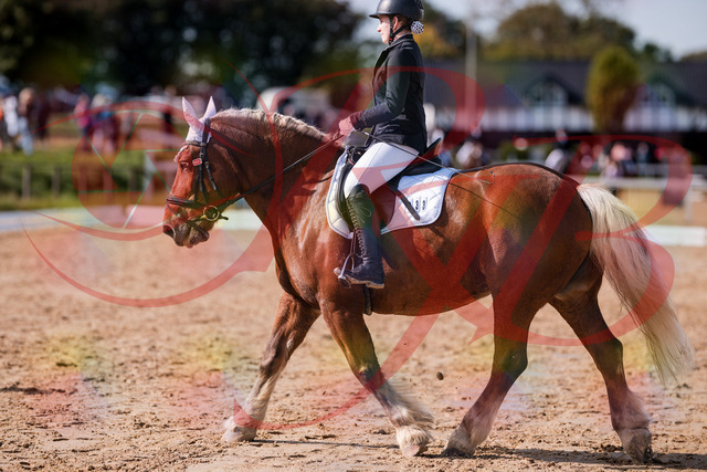 2026_10_03_Siefer-Hof_130215_Z81_55687709 | Professionelle Reitsport-, Turnier- und Eventfotografie von Robert Broda. Galerien mit ausgewählten und bearbeiteten Bildern direkt online ansehen und bestellen.