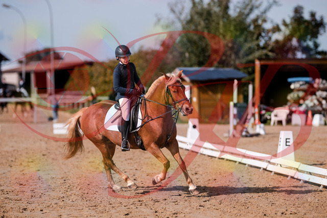 2026_10_03_Siefer-Hof_120351_Z81_06362777 | Professionelle Reitsport-, Turnier- und Eventfotografie von Robert Broda. Galerien mit ausgewählten und bearbeiteten Bildern direkt online ansehen und bestellen.