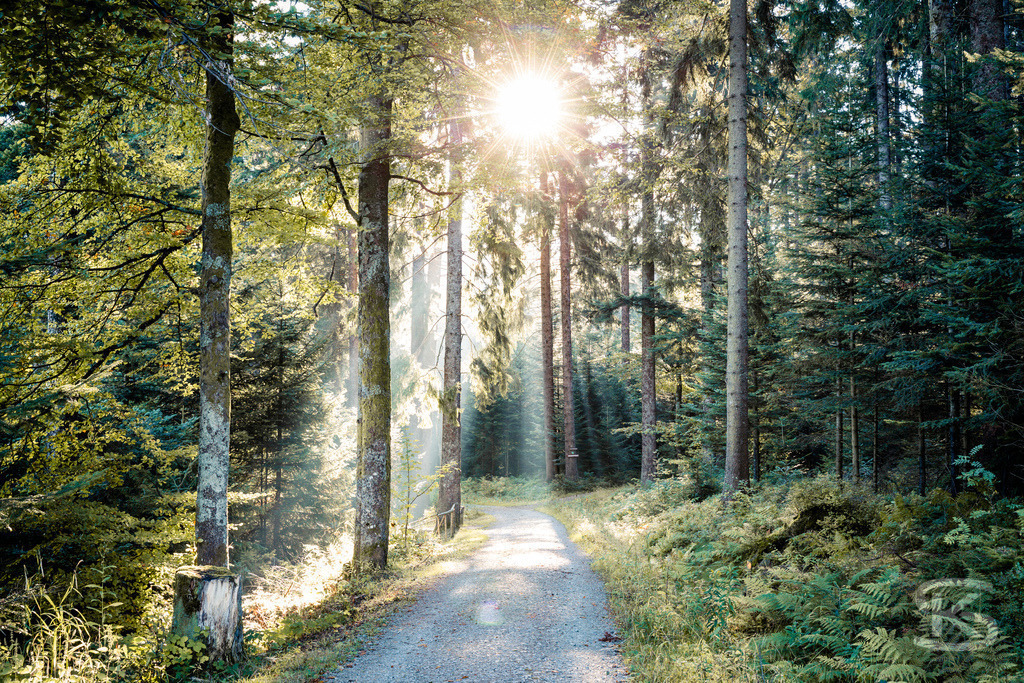 Idyllischer Pfad durch einen sonnendurchfluteten Wald | Ein malerischer Waldweg, der von hohen Bäumen gesäumt wird, während warmes Sonnenlicht durch das dichte Blätterdach bricht. Die stimmungsvolle Aufnahme fängt die Ruhe und natürliche Schönheit eines sonnigen Morgens im Wald ein und eignet sich ideal für Themen rund um Wandern, Naturerlebnis und Entspannung. - Realisiert mit Pictrs.com