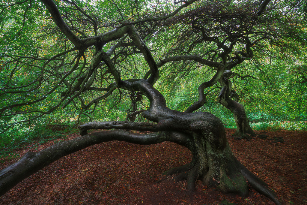 Tanz der Äste | Im Zauberwald der Krüppelbuchen auf Rügen scheint die Natur ihrer Fantasie freien Lauf gelassen zu haben. Die knorrigen, verdrehten Äste formen verspielte Linien im Raum und lassen den Wald beinahe lebendig wirken. Es ist ein Ort, der Geschichten erzählt – leise, geheimnisvoll und voller Poesie. - Realisiert mit Pictrs.com