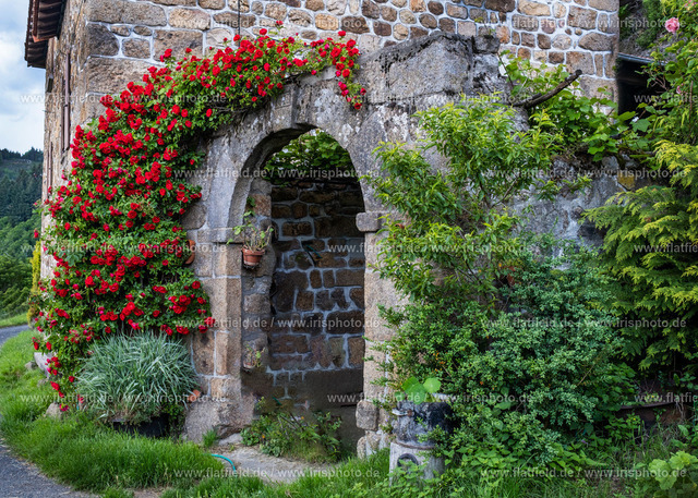 Rosenmauer in der Ardeche | In der Ardeche