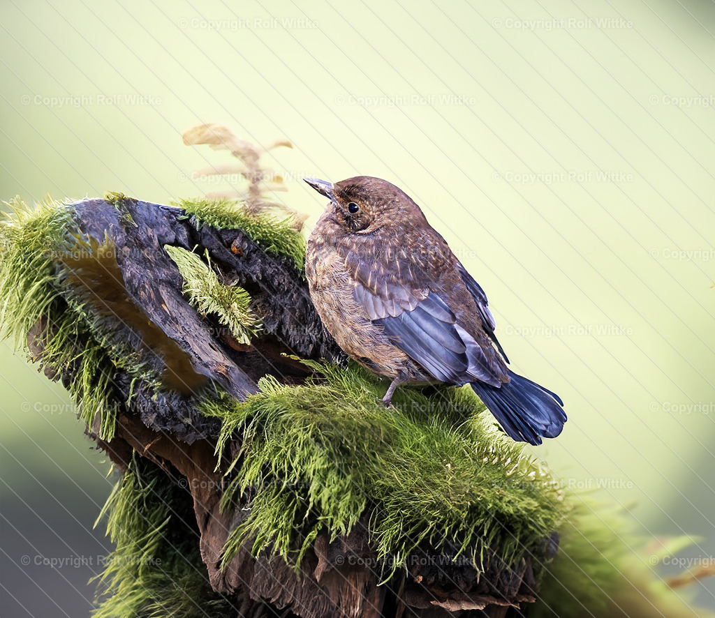 amsel1.1 | Rolf Wittke  - Realisiert mit Pictrs.com