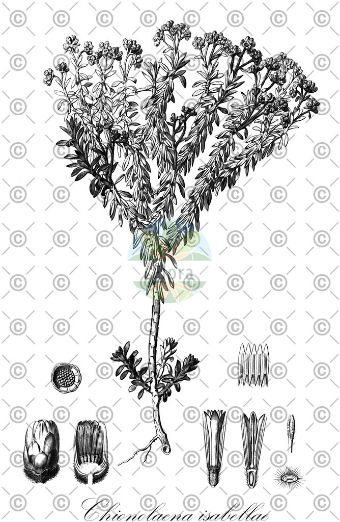 HistAbb_wfo-0001180432_1_ENZY_Simple | Historische Abbildung von Chionolaena isabellae - Asteraceae | Historical Illustration of Chionolaena isabellae - Asteraceae