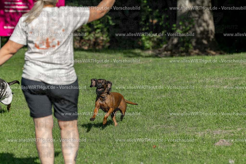 Hundeschwimmen_Volksbad_2026-allesWIRTHgut_Tierfotografie-2609061037-094735-7R509083 | Professionelle Tierfotografie in Mönchengladbach von Daniel Wirth (allesWIRTHgut). Liebevolle & natürliche Bilder von Hunden & Katzen für unvergessliche Erinnerungen.