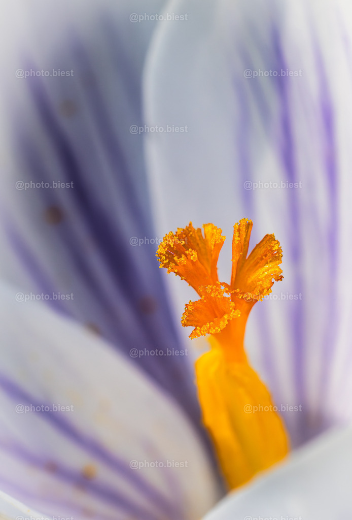 Krokusdetails | Eine sehr nahe Makroaufnahme vom Inneren einer Krokusblüte. - Realisiert mit Pictrs.com
