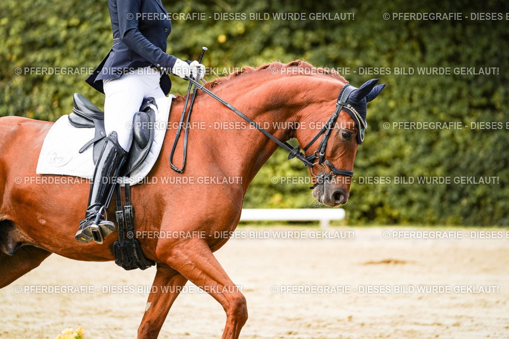 DSC02642 | Pferdegrafie