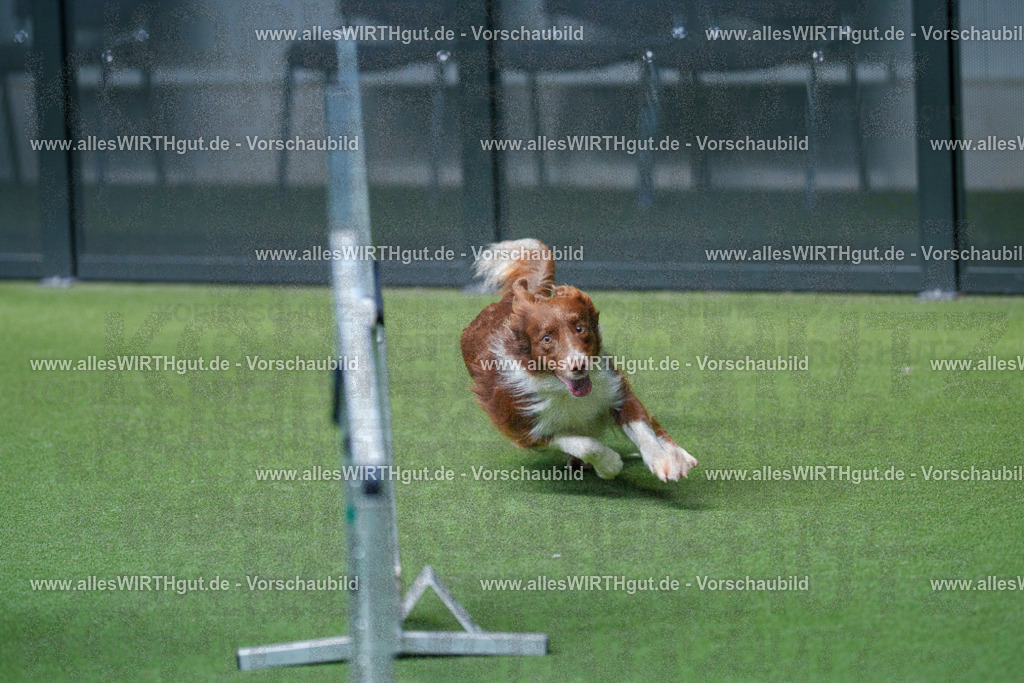 @allesWIRTHgut_Tierfotografie - www.allesWIRTHgut.de - 2604261527-7R505627 | Professionelle Tierfotografie in Mönchengladbach von Daniel Wirth (allesWIRTHgut). Liebevolle & natürliche Bilder von Hunden & Katzen für unvergessliche Erinnerungen.