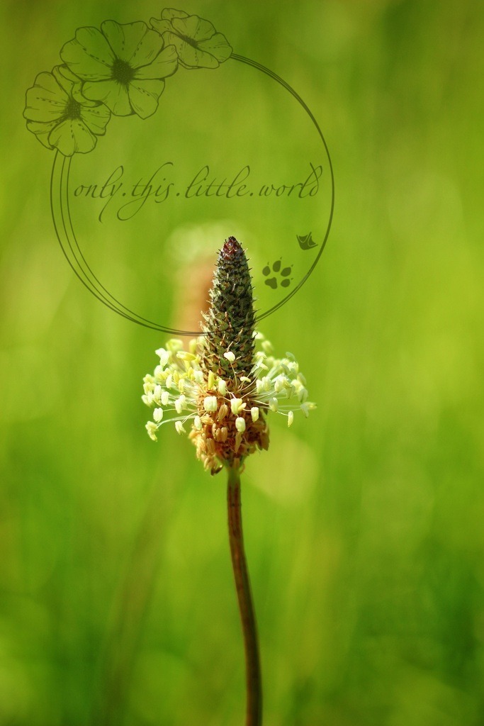 Spitzwegerich | only.this.little.world - Realisiert mit Pictrs.com