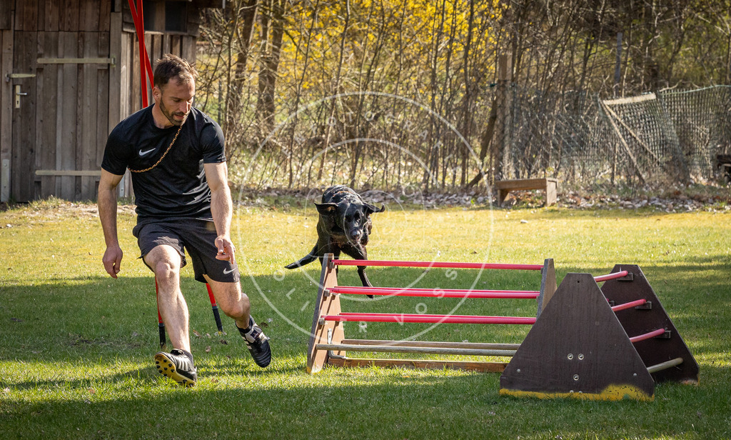 Pfotenfotografie_DV3A1689 | Hundefotografie, Tierfotograf, Pfotenfotografie, Fotoshooting Hund, Hunde Portrait, Hundesport, Hundeportraits, Heideshooting, Hunde, Sportfotograf, Hundefotograf, Turnierhundsport, THS,  - Realisiert mit Pictrs.com