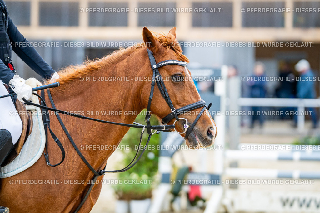 DSC01565 | Pferdegrafie