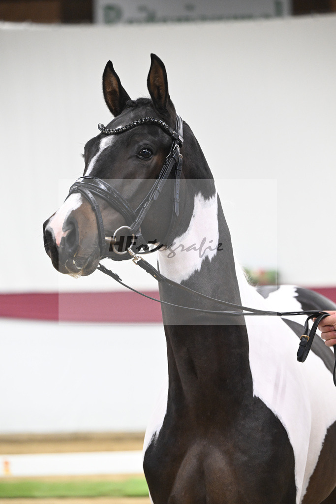 Kat-Nr. 117 Classic Deluxe x Don Martillo_Horst Schepper_47254015 | hf-fotografie - Realisiert mit Pictrs.com