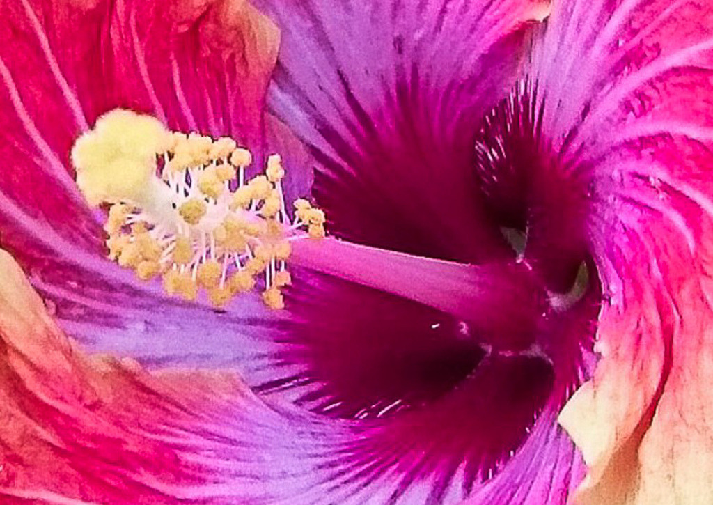 Hibiscus Color Flow | Abstract macro detail of a tropical hibiscus flower with flowing pink, violet and golden textures. - Realisiert mit Pictrs.com