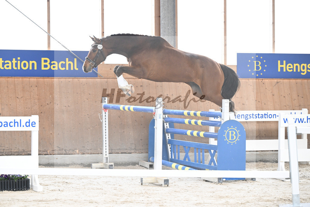 Kat-Nr. 42 Desperado v. Diago_Grundner_5251647 | hf-fotografie - Realisiert mit Pictrs.com