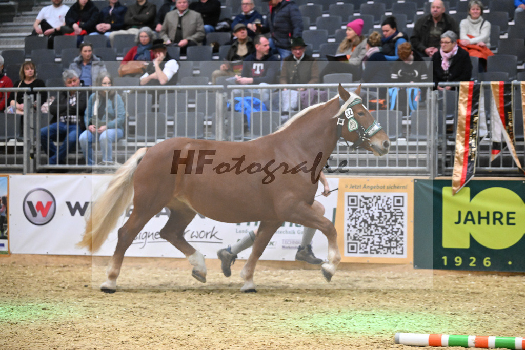 Kat-Nr. 32 Mirabella v. Venberg_Hartl_1260480 | hf-fotografie - Realisiert mit Pictrs.com