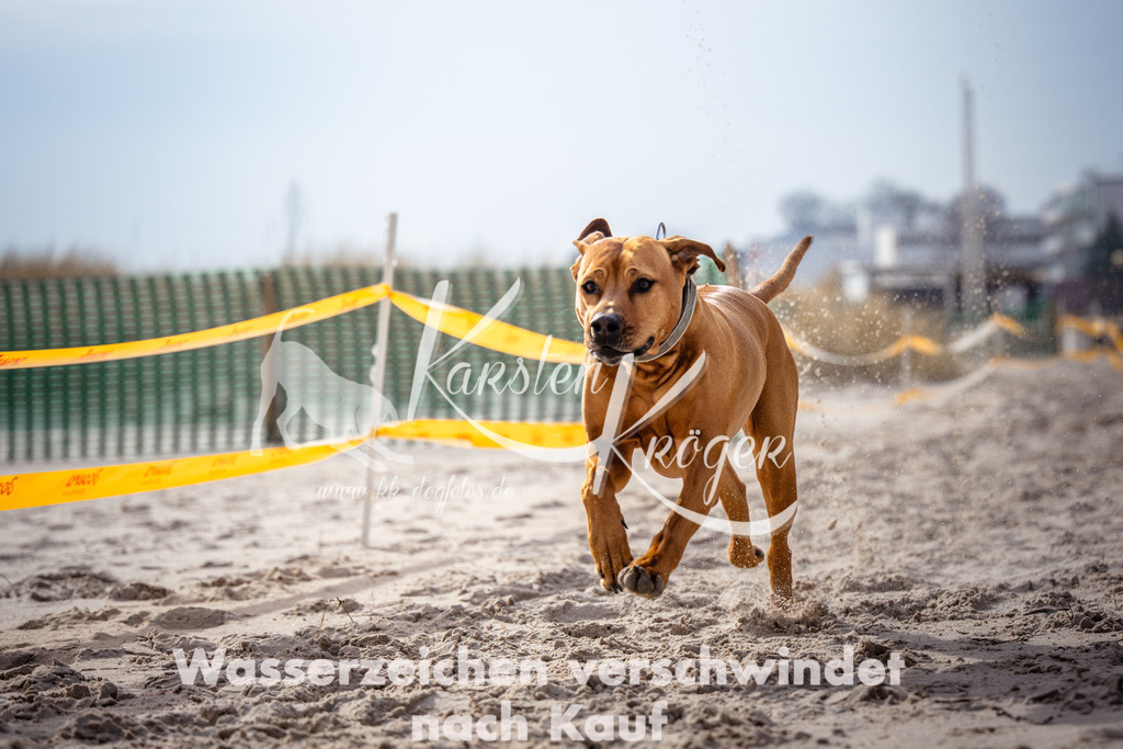 1326_ZZ99162 | kk-dogfotos