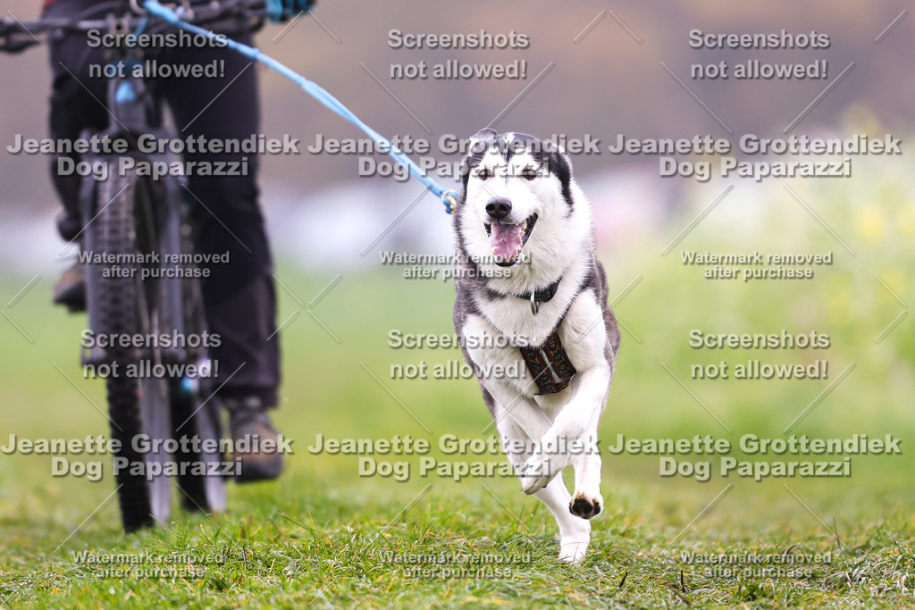 Dog Paparazzi - Visbeck 25 -183 | Dog Paparazzi Jeanette Grottendiek Fotografie & Videografie - Realisiert mit Pictrs.com