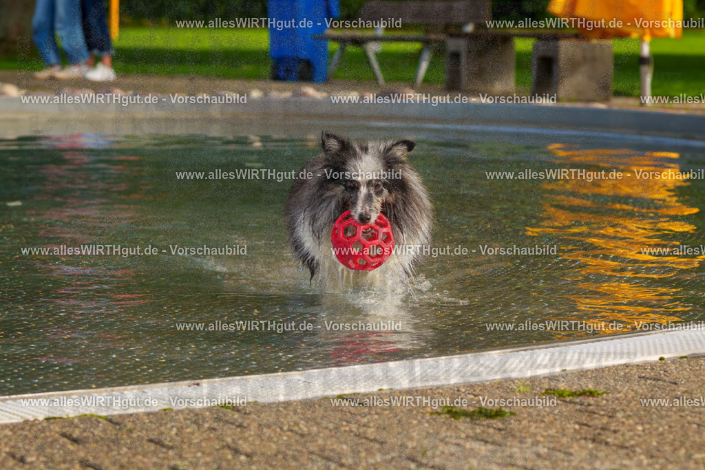 Hundeschwimmen_Grefrath_2026-allesWIRTHgut_Tierfotografie-15_19-FAY01219 | Professionelle Tierfotografie in Mönchengladbach von Daniel Wirth (allesWIRTHgut). Liebevolle & natürliche Bilder von Hunden & Katzen für unvergessliche Erinnerungen.