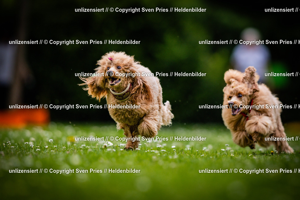 Sven Pries | 2025-05-29 - Pudelrennen KA-Durlach - Realisiert mit Pictrs.com