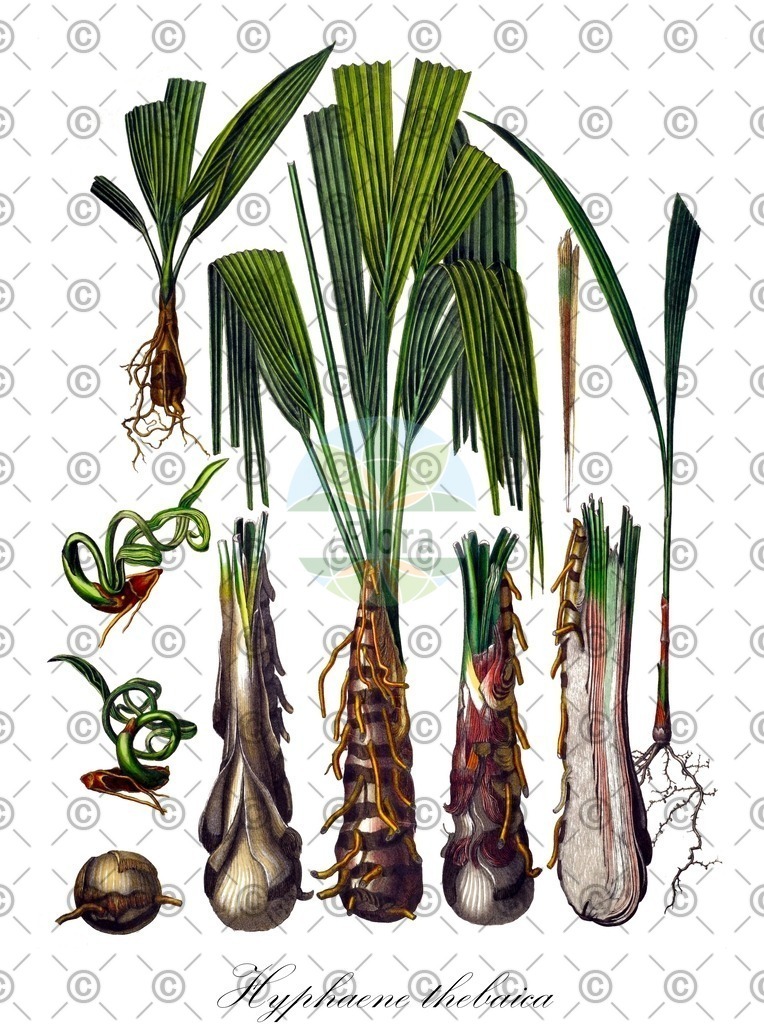 HistAbb_wfo-0001184781_1_ENZY_Simple | Historische Abbildung von Hyphaene thebaica - Arecaceae | Historical Illustration of Hyphaene thebaica - Arecaceae