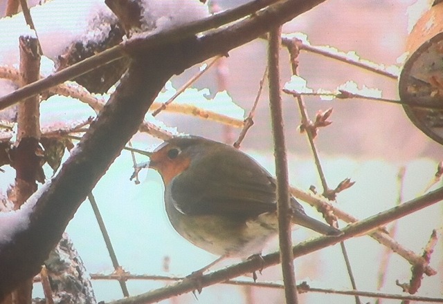 Rotkelchen | Verkauf von Fotos und  Videoclips zumThema Natur.Motive sind Pflanzen, Tiere, Landschaftenund Wetter - Realisiert mit Pictrs.com
