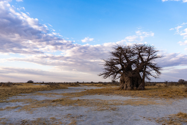 Baobab Baum in den Makgadikgadi Pans_ Botswana | Atemberaubende Reisefotografie gepaart mit modernen Inspirationen für persönliche Perspektivwechsel. Für alle Reisenden mit Drang nach Abenteuer und Freiheit. Ideal als Geschenkidee - Realisiert mit Pictrs.com
