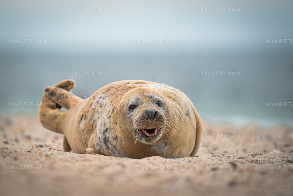 allesWIRTHwild.de - 7IV04706 | Entdecke die faszinierende Welt der Natur- und Wildlife-Fotografie von Daniel und Bärbel. Inspirierende Bilder von wilden Tieren und kleinen Naturwundern.