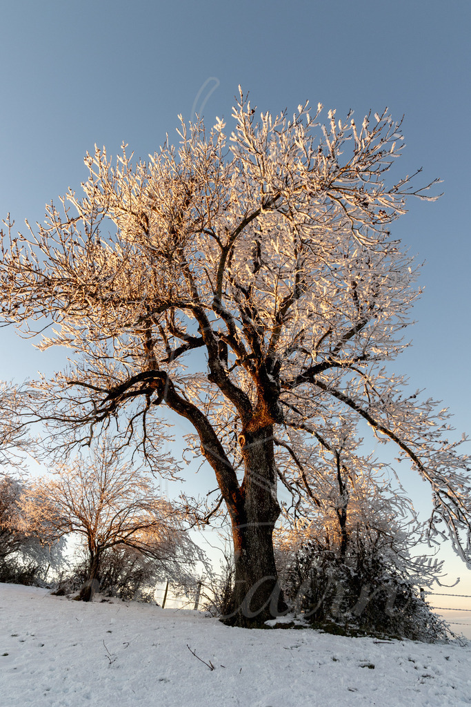 Winter am Hochkogelberg | Ihre Fotografin im Lungau, ihre Fotografin im Mostviertel, Wandbilder Onlineshop, Imagefotos für Ihr Unternehmen,  - Realisiert mit Pictrs.com