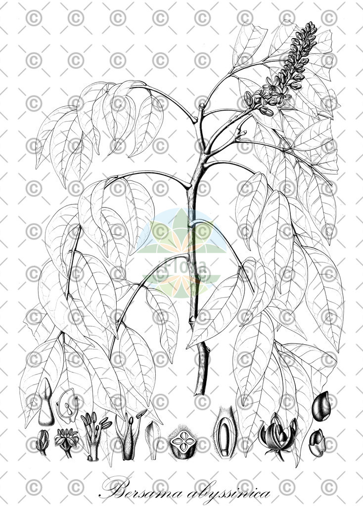 HistAbb_EMP_14292_SRC_Schlechtendal_FLORAD_SIMPLE | Historische Abbildung von Bersama abyssinica - Francoaceae | Historical Illustration of Bersama abyssinica - Francoaceae